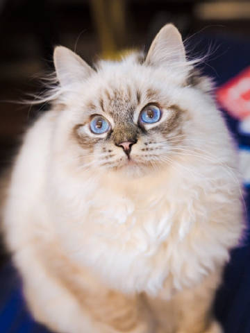 必一-聊城:筹备申报东昌湖国家湿地公园(图3) Bsports必一体育