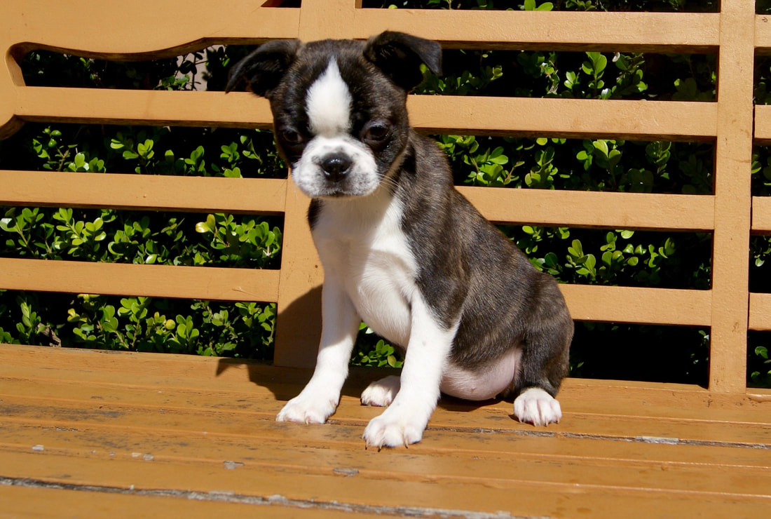 “Bsports必一体育”“乐冲刺”荣获2016年中国科技创新奖(图2) Bsports必一体育