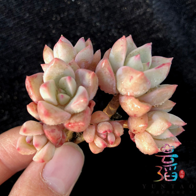 黑鲨3手机系统:腾讯+JOYUI+MIUI完美融合:Bsports必一体育(图1) b体育