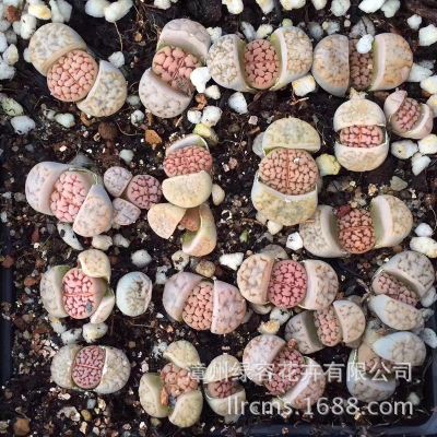 虎牙直播助手怎么用虎牙直播助手使用教程-Bsports必一体育(图3) b体育