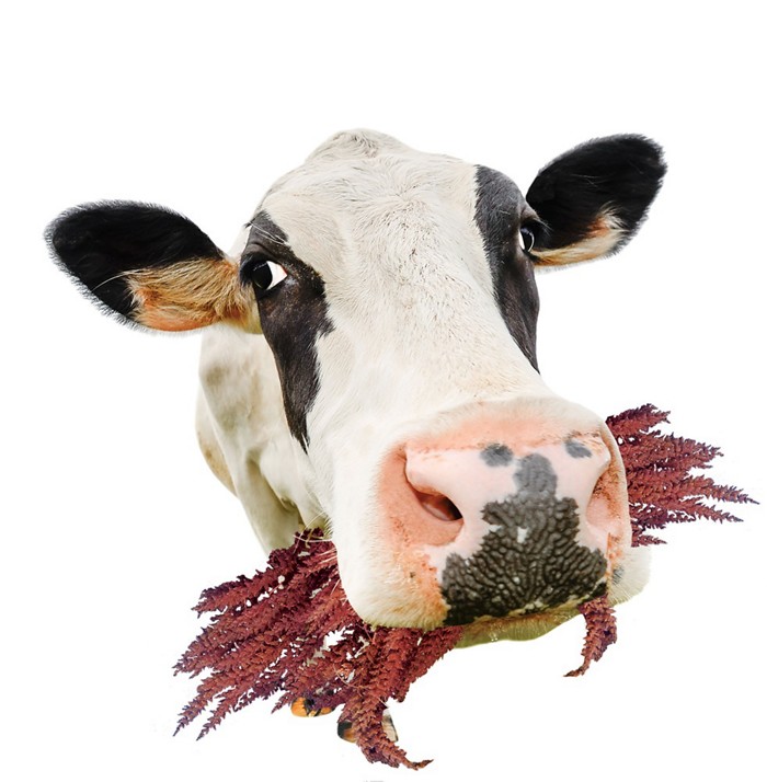 两江新区同茂大道方案优化设计完成【Bsports必一体育】(图2) b体育