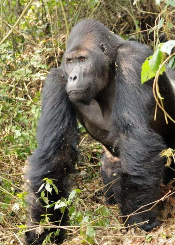 Android视频播放利器 MX Player Pro 中文版本1.15.4:必一(图3) 必一