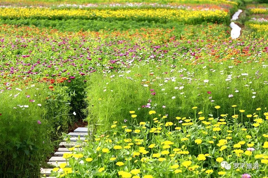 必一-“学霸情侣”同保研:共获50多项荣誉 一起关手机督促学习(图3) Bsports必一体育