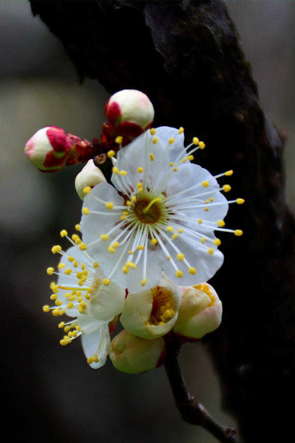 “必一”国产网游质的飞跃!《剑网3》布料2.0解析(图1) 必一