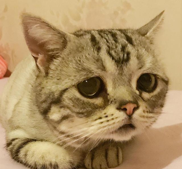 b体育